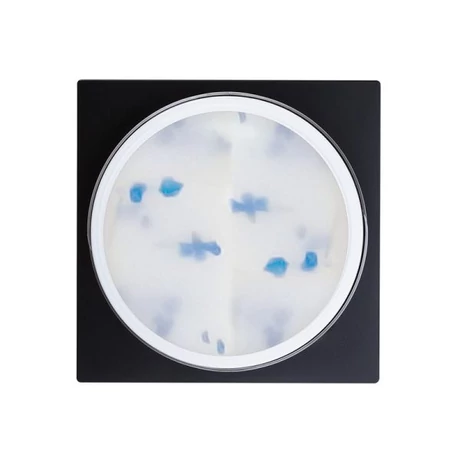PN - Flower Gel - Blue - 5g